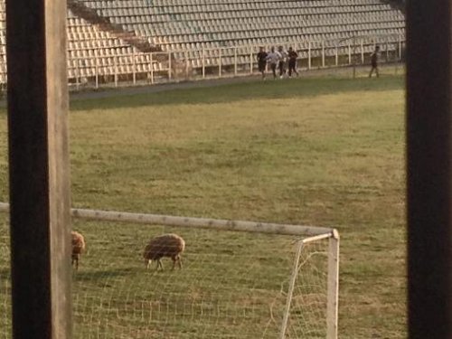 Şəki şəhər stadionunda 11 qoyun - FOTOLAR