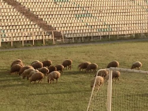 Şəki şəhər stadionunda 11 qoyun - FOTOLAR