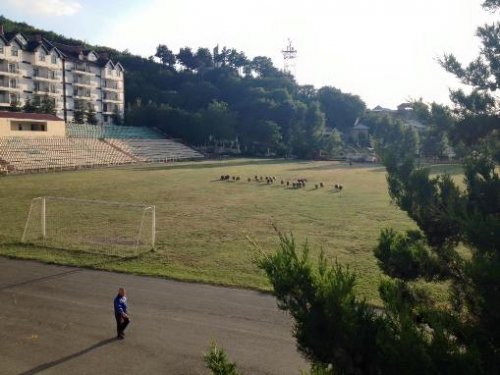 Şəki şəhər stadionunda 11 qoyun - FOTOLAR