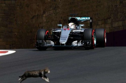 Formula 1-in dördayaqlı canlıları - FOTOLAR