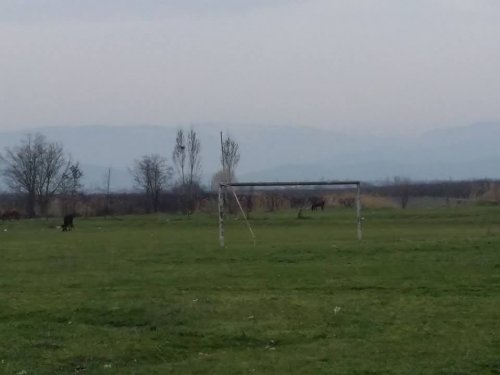 Quba stadionunda mal-qara otlayır - FOTOLAR