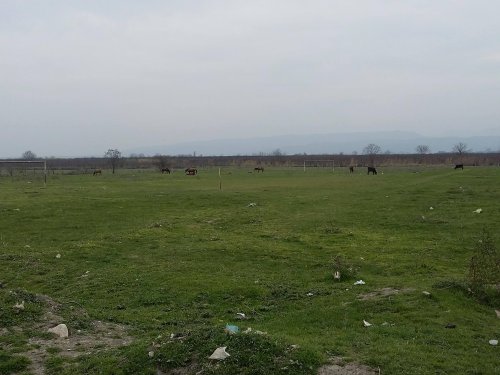 Quba stadionunda mal-qara otlayır - FOTOLAR