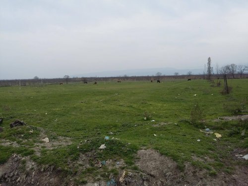 Quba stadionunda mal-qara otlayır - FOTOLAR