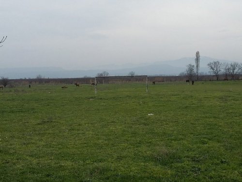 Quba stadionunda mal-qara otlayır - FOTOLAR