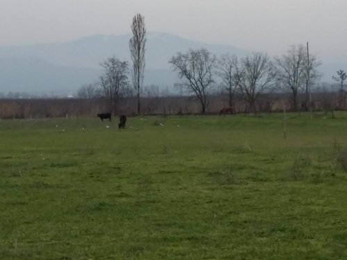 Quba stadionunda mal-qara otlayır - FOTOLAR