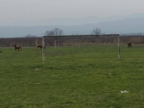 Quba stadionunda mal-qara otlayır - FOTOLAR