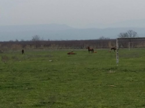 Quba stadionunda mal-qara otlayır - FOTOLAR