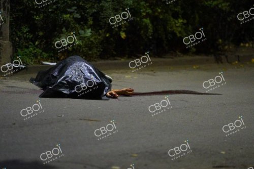 Federasiya prezidenti qətlə yetirildi - FOTOLAR